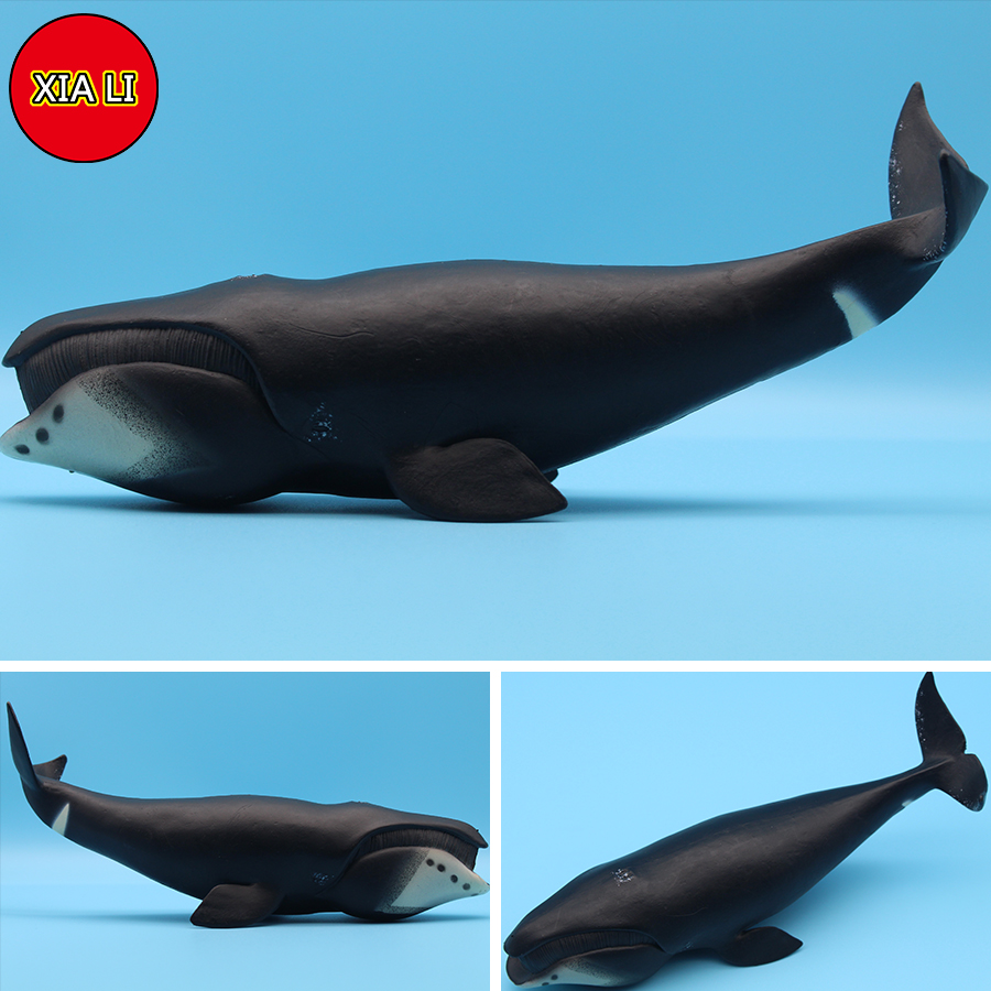 Ocean Sea Life Simulation Kill - Marine Life Aquariums บทวิจารณ์และราคา