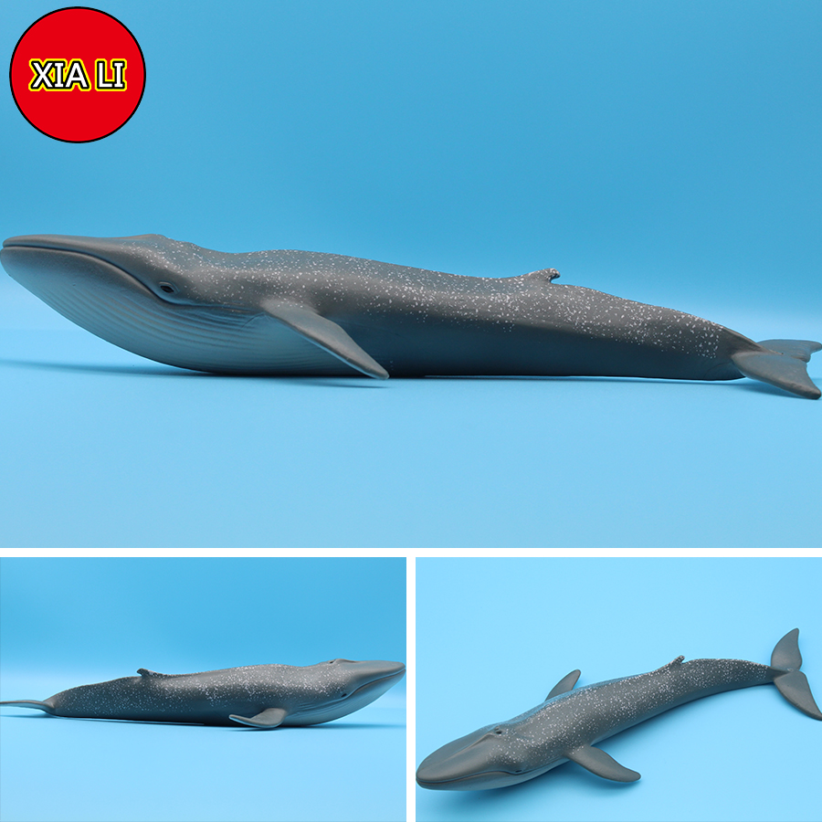 Ocean Sea Life Simulation Kill - Marine Life Aquariums บทวิจารณ์และราคา