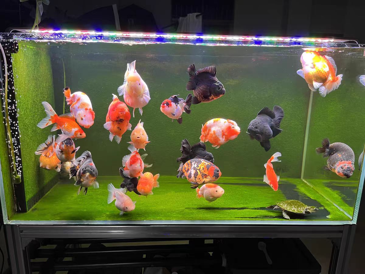 LED Aquarium Light for Fish Ta - Aquarium Marine Clearwater บทวิจารณ์และราคา